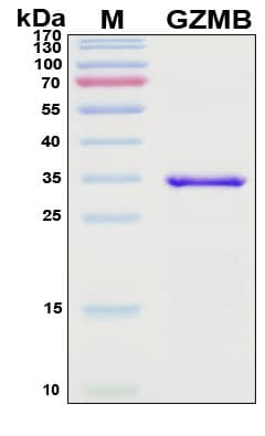 Recombinant Human Granzyme B Protein, Antigen Grade