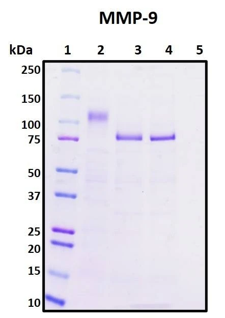 Recombinant Human Matrix Metalloproteinase-9 (MMP-9)