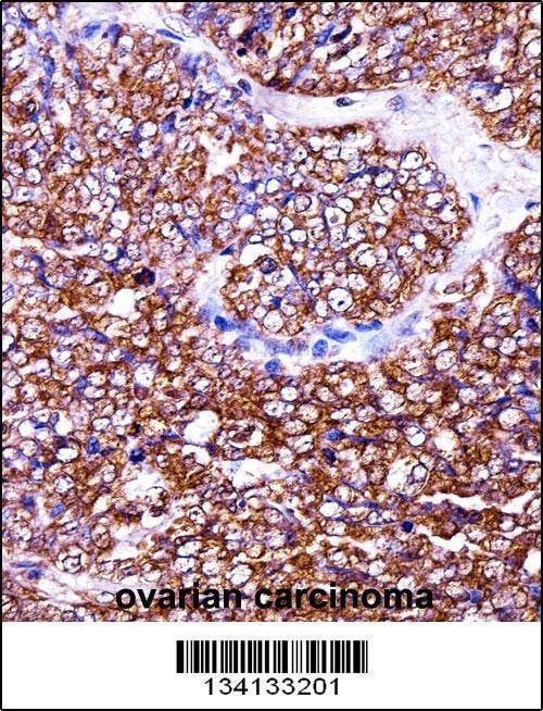 Anti-BAG2 (C-term) Antibody