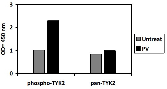 Phospho-TYK2 (Y1054) ELISA Kit