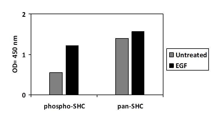 Phospho-SHC (Y427) ELISA Kit