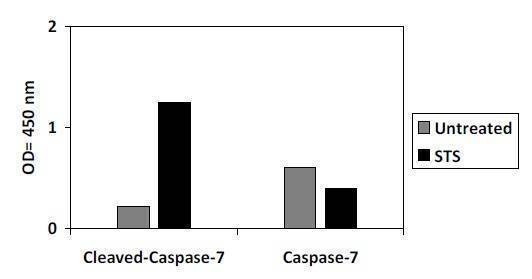 Cleaved-Caspase-7 (D198) ELISA Kit