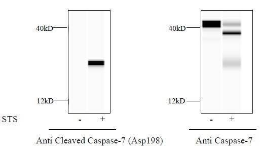 Cleaved-Caspase-7 (D198) and Caspase-7 ELISA Kit