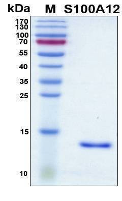 Recombinant Human S100-A12 Protein
