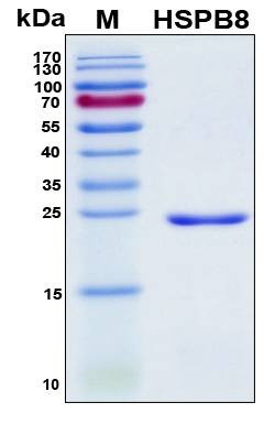 Recombinant Human HSP Beta-8 Protein