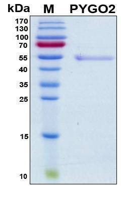 Recombinant Human Pygopus Homolog 2 Protein, Antigen Grade
