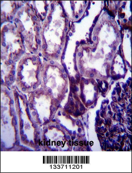 Anti-IGF1 (C-term) Antibody