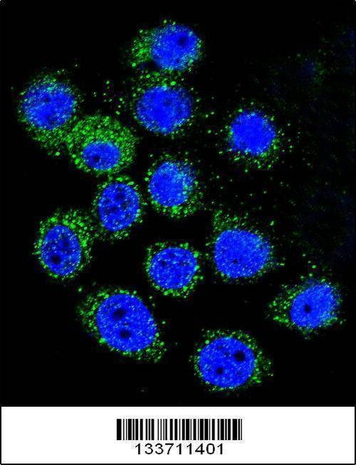 Anti-IGF1 (C-term) Antibody