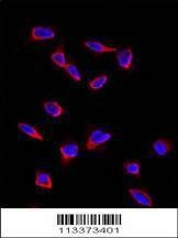 Anti-SOX9 (N-term) Antibody