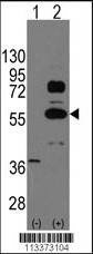 Anti-SOX9 (N-term) Antibody