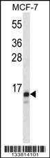 Anti-TIMM23 (C-term) Antibody