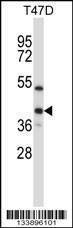 Anti-ERCC1 (C-term) Antibody