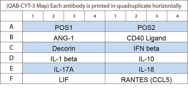 Bovine Cytokine Array Q3