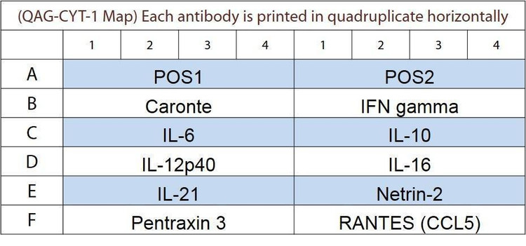 Chicken Cytokine Array Q1