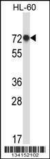 Anti-RBM39 (N-term) Antibody