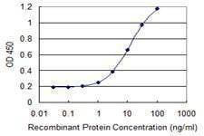 Anti-CHST3 Antibody