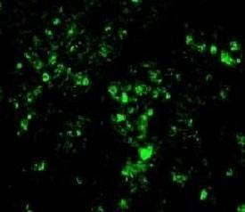 Anti-BrdU Antibody