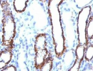 Anti-Cadherin 16 Antibody
