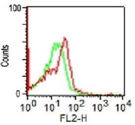 Anti-CD56 Antibody