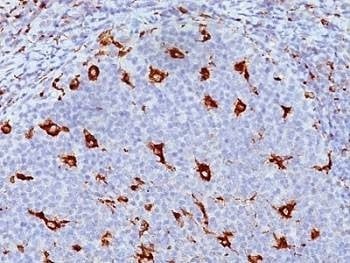 Anti-CD68 Antibody