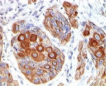 Anti-CD86 Antibody