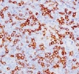 Anti-CD8a Antibody