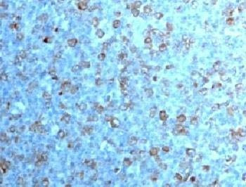 Anti-Cdc2 Antibody
