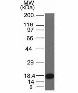 Anti-c-Kit Antibody