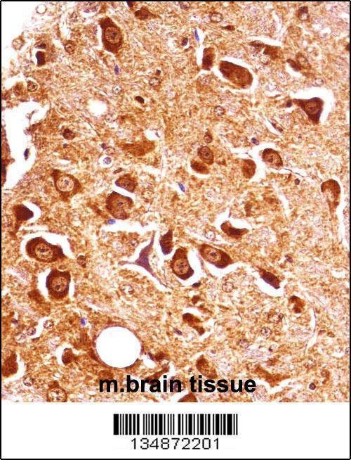 Anti-Pxk (Center) Antibody