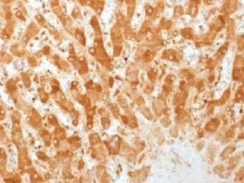 Anti-Connexin 32 / GJB1 Antibody