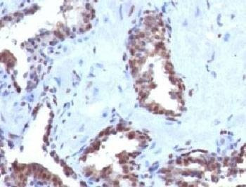 Anti-Cyclin B1 Antibody