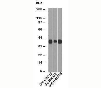 Anti-Cyclin D1 Antibody