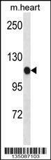 Anti-Scyl2 (Center) Antibody