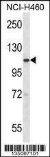 Anti-Scyl2 (Center) Antibody