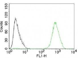 Anti-EGFR Antibody