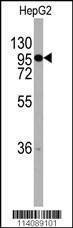 Anti-CHRD (C-term) Antibody