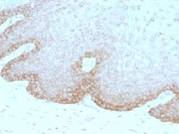 Anti-FAT2 / Protocadherin Fat 2 Antibody