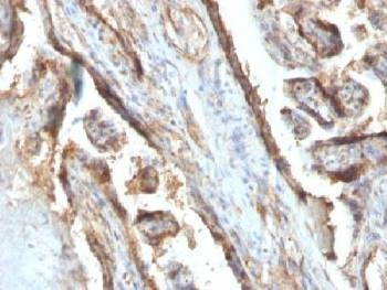 Anti-Galectin 13 / LGALS13 Antibody