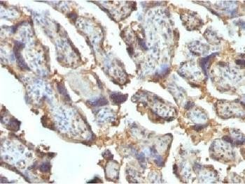 Anti-Galectin 13 / LGALS13 Antibody