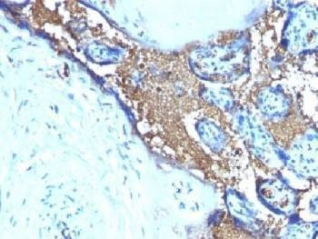 Anti-Glycophorin A Antibody