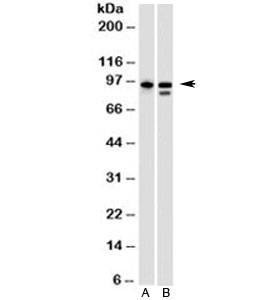 Anti-gp96 Antibody