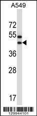 Anti-OR56A1 (C-term) Antibody