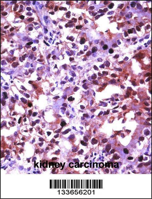 Anti-HSF1 (N-term) Antibody