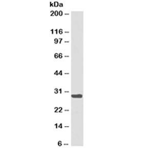 Anti-HLA-DRB1 Antibody Cocktail (MHC II)