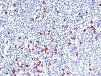 Anti-IgG Antibody