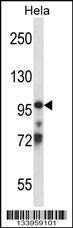 Anti-TCEB3 (Center) Antibody