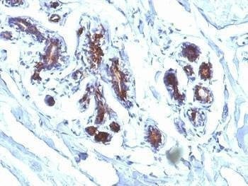 Anti-Lactadherin Antibody