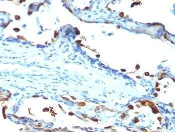 Anti-Lactadherin Antibody