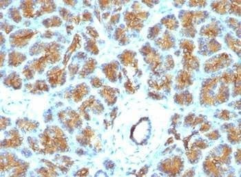 Anti-Lactadherin Antibody