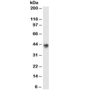 Anti-Lactadherin Antibody